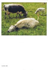 koopmann-all-cows-are-beautiful-vs